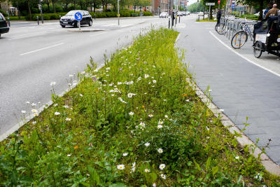 Grünstreifen entlang einer städtischen Straße in Kiel mit blühenden Wildblumen.
