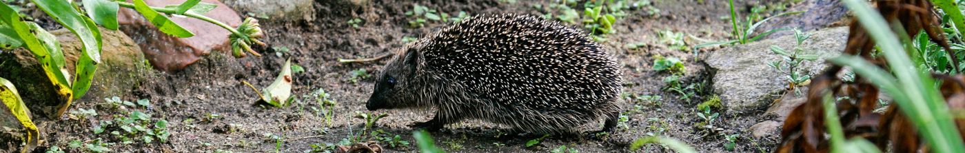 Ein Igel im Garten