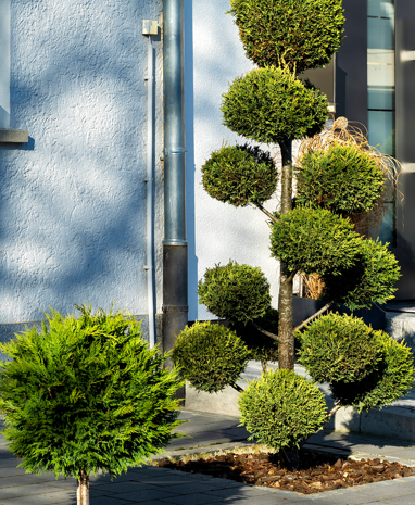 Gestalterisch geschnittene Bonsai-Bäume vor einem modernen Gebäude.