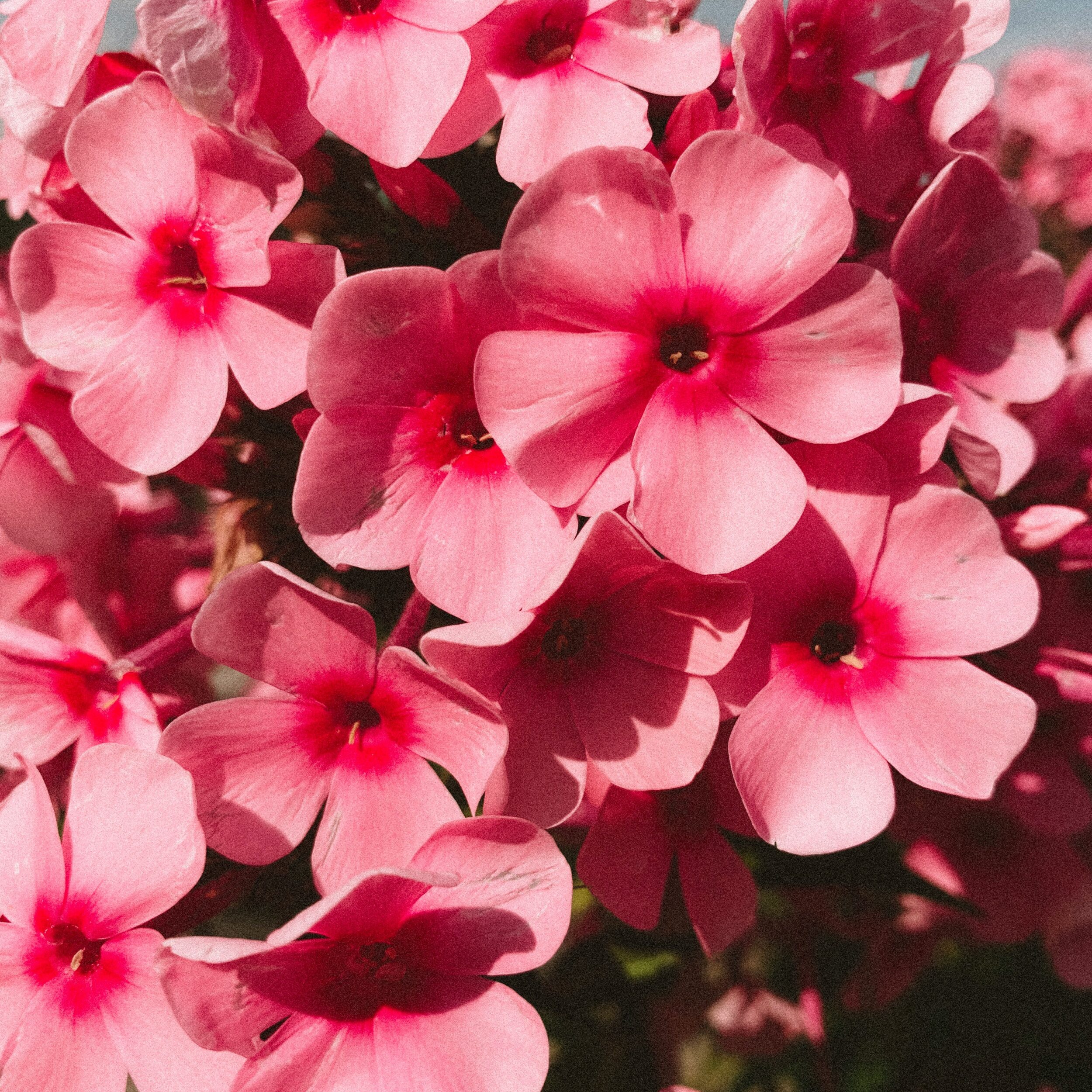 Eine Nahaufnahme von üppig blühenden rosa Phlox-Blüten mit kräftigen pinken Akzenten.