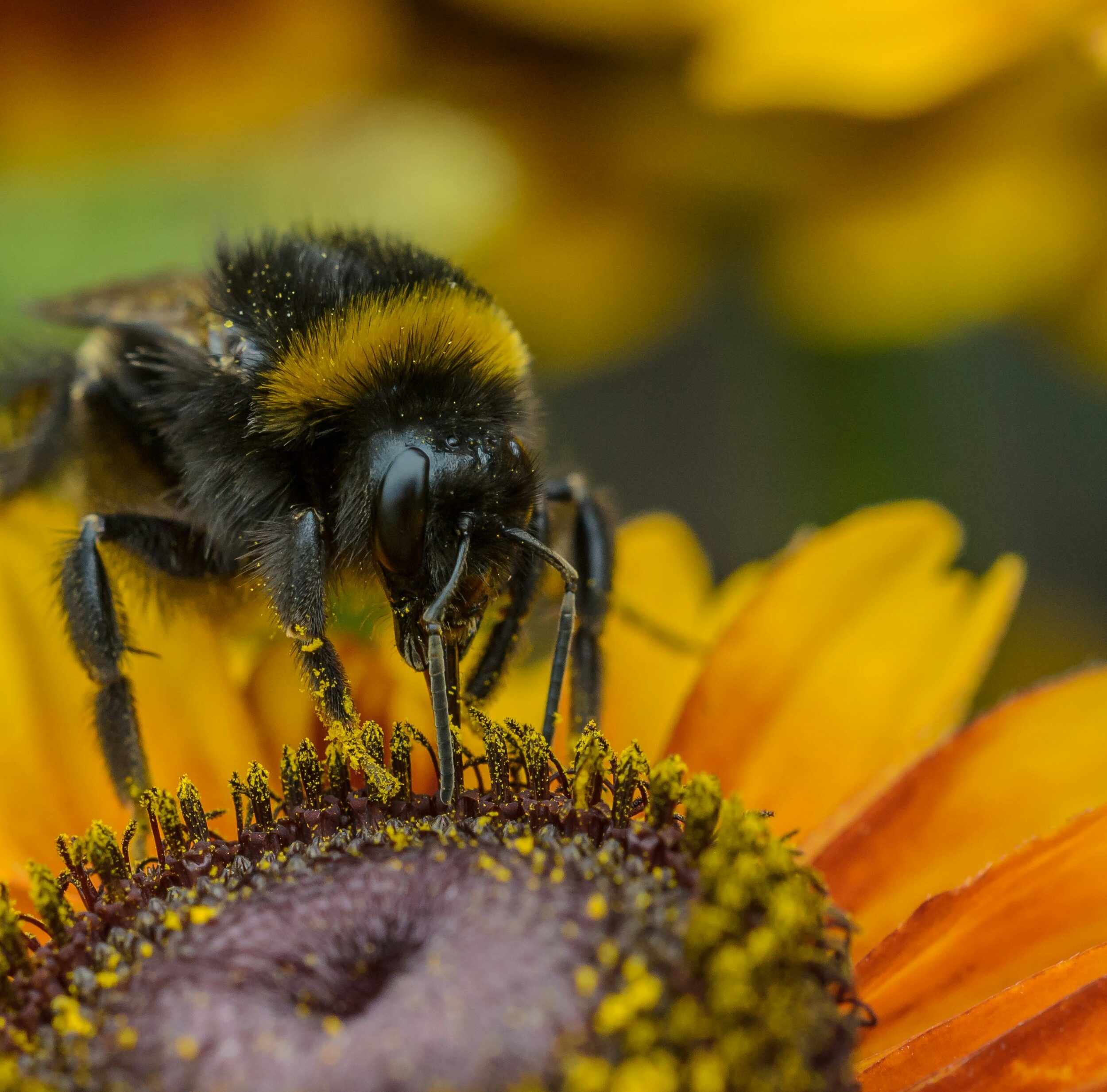 Nahaufnahme einer Hummel, die auf einer leuchtend gelben Blume eine Pause einlegt.