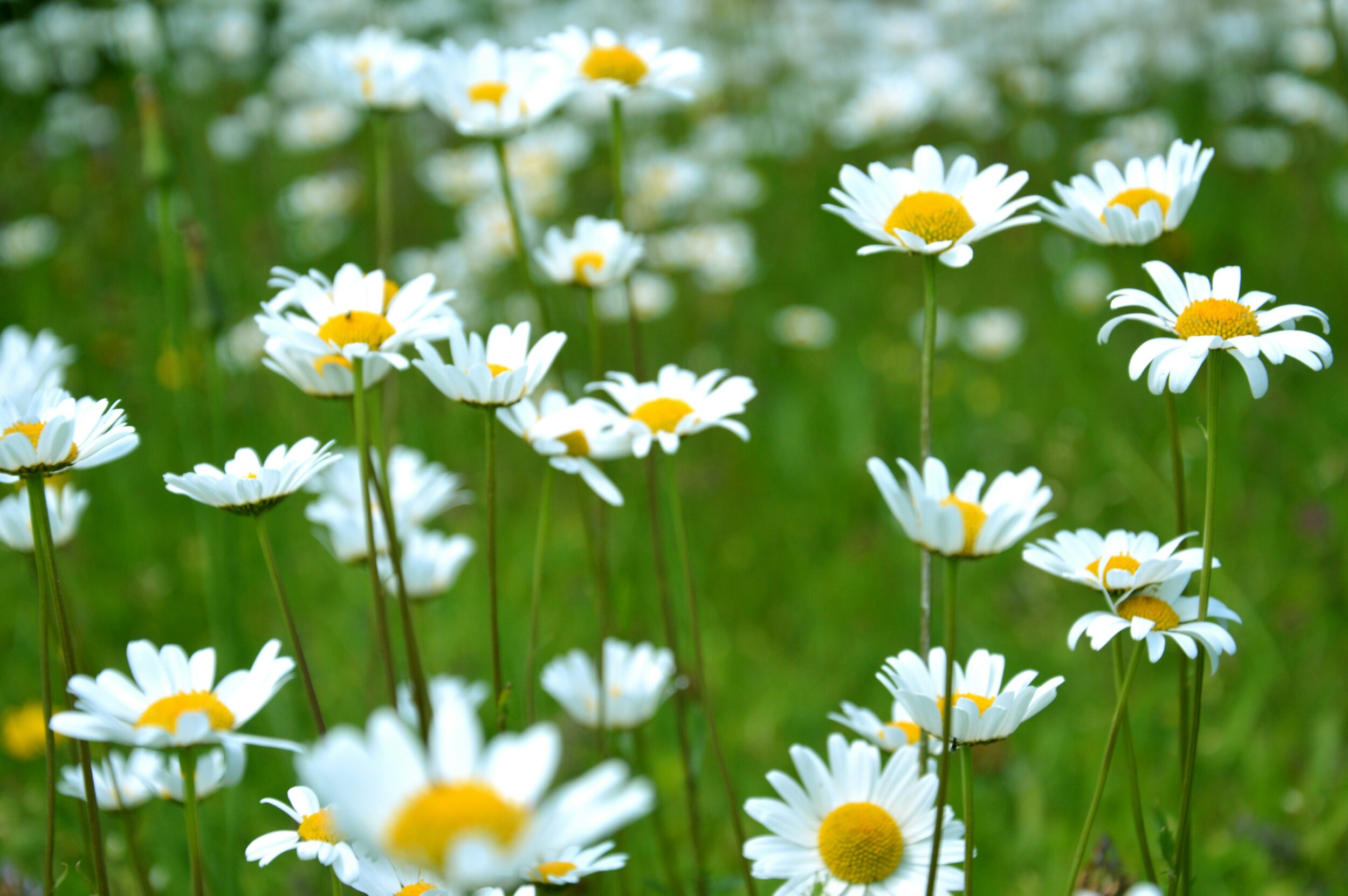 Eine Wiese voller blühender Margeriten unter klarem, grünen Hintergrund.